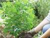 Японская гортензия киушу в вашем саду