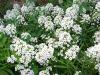 Цветок алиссум (лобулярия): лучшие сорта Лобулярия выращивание из семян когда сажать