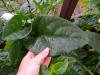 Базелла: шпинат с красными листьями - садовое обозрение Уход за базеллой в домашних условиях