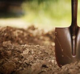 Выращивание и правила ухода за ремонтантной земляникой