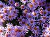 Цветы и растения для солнечных мест сада: рекомендации по выбору